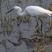 Little Egret